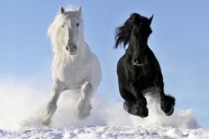 horse, Winter, Snow