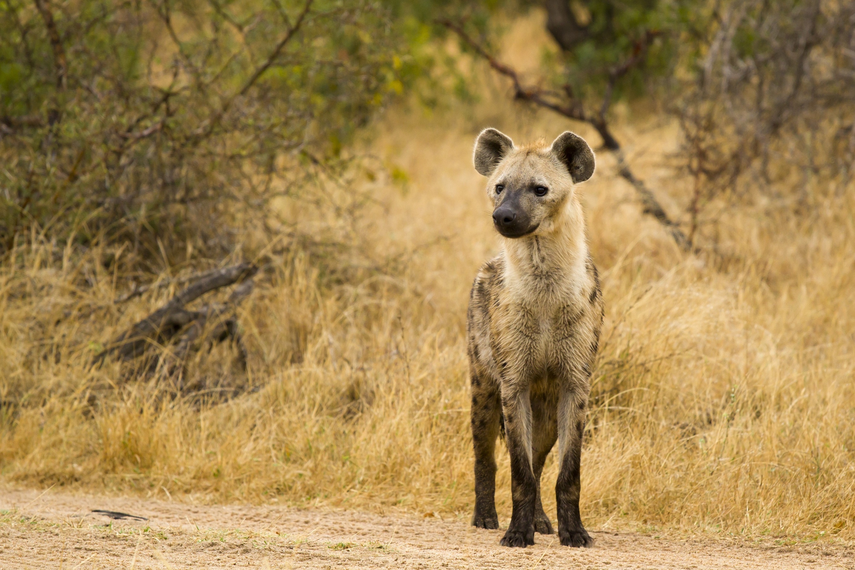 hyena, Predator Wallpaper