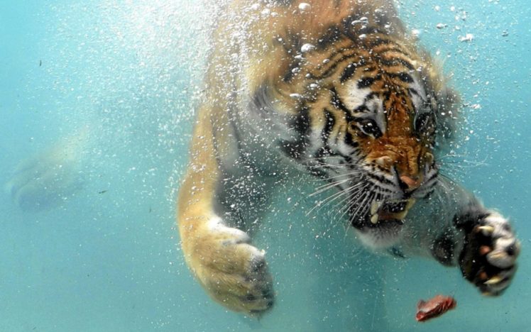 animals, Tigers, Swimming, Underwater HD Wallpaper Desktop Background