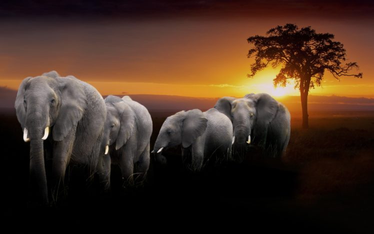 sunset, Elephant HD Wallpaper Desktop Background