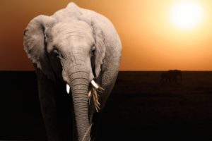 sunset, Elephant, Animal