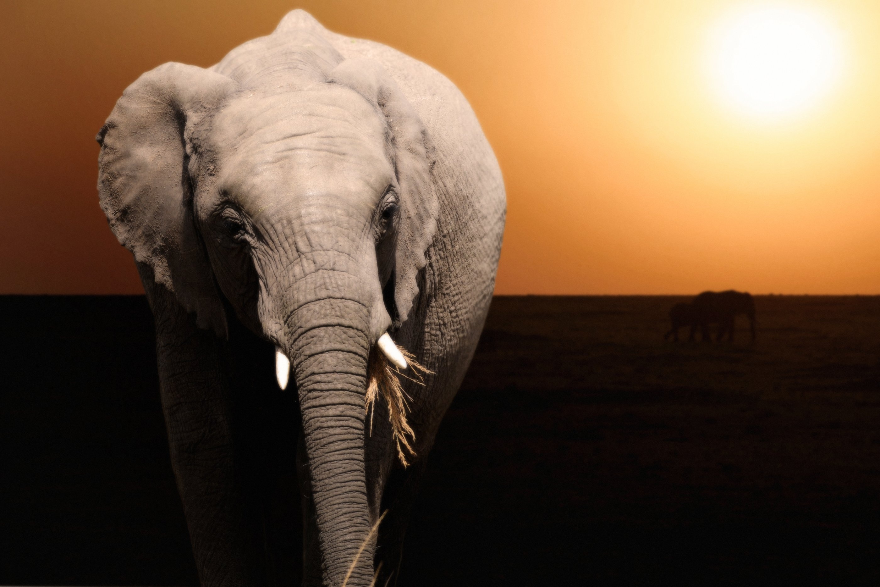 sunset, Elephant, Animal Wallpaper