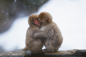 macaques, Hug