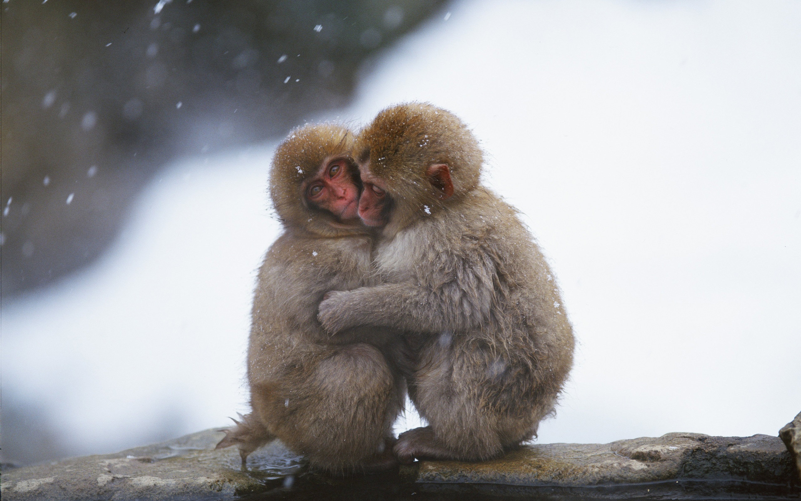 macaques, Hug Wallpaper