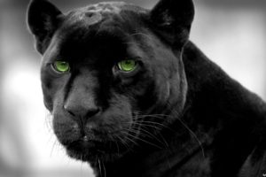 panthers, Selective, Coloring, Black, Panther