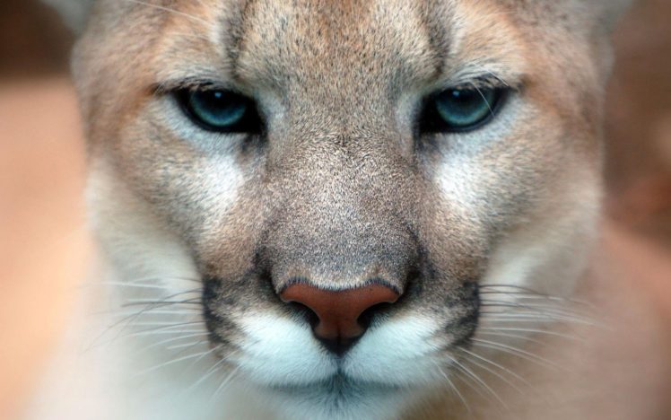 cats, Animals, Puma HD Wallpaper Desktop Background