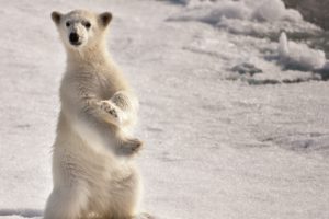 ice, Snow, Animals, Polar, Bears, Baby, Animals