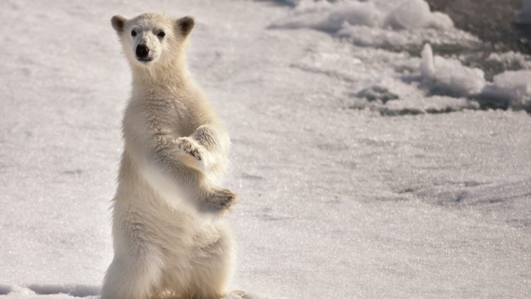 ice, Snow, Animals, Polar, Bears, Baby, Animals HD Wallpaper Desktop Background