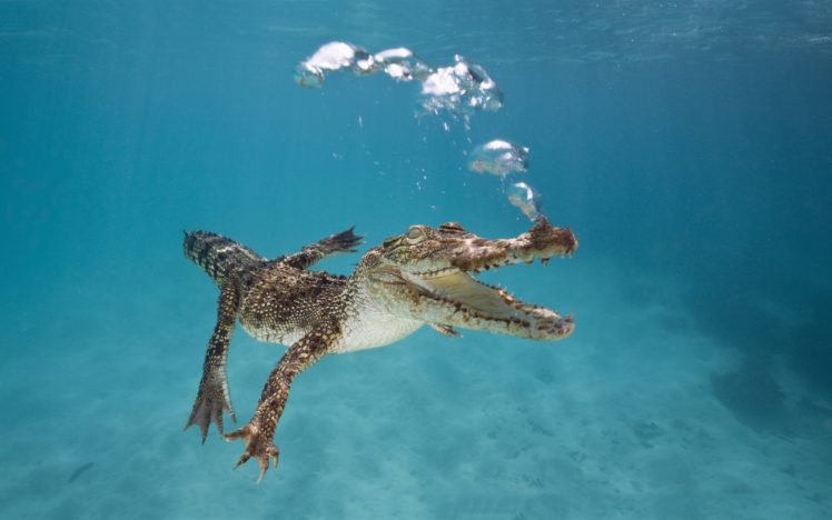 crocodile, Underwater HD Wallpaper Desktop Background