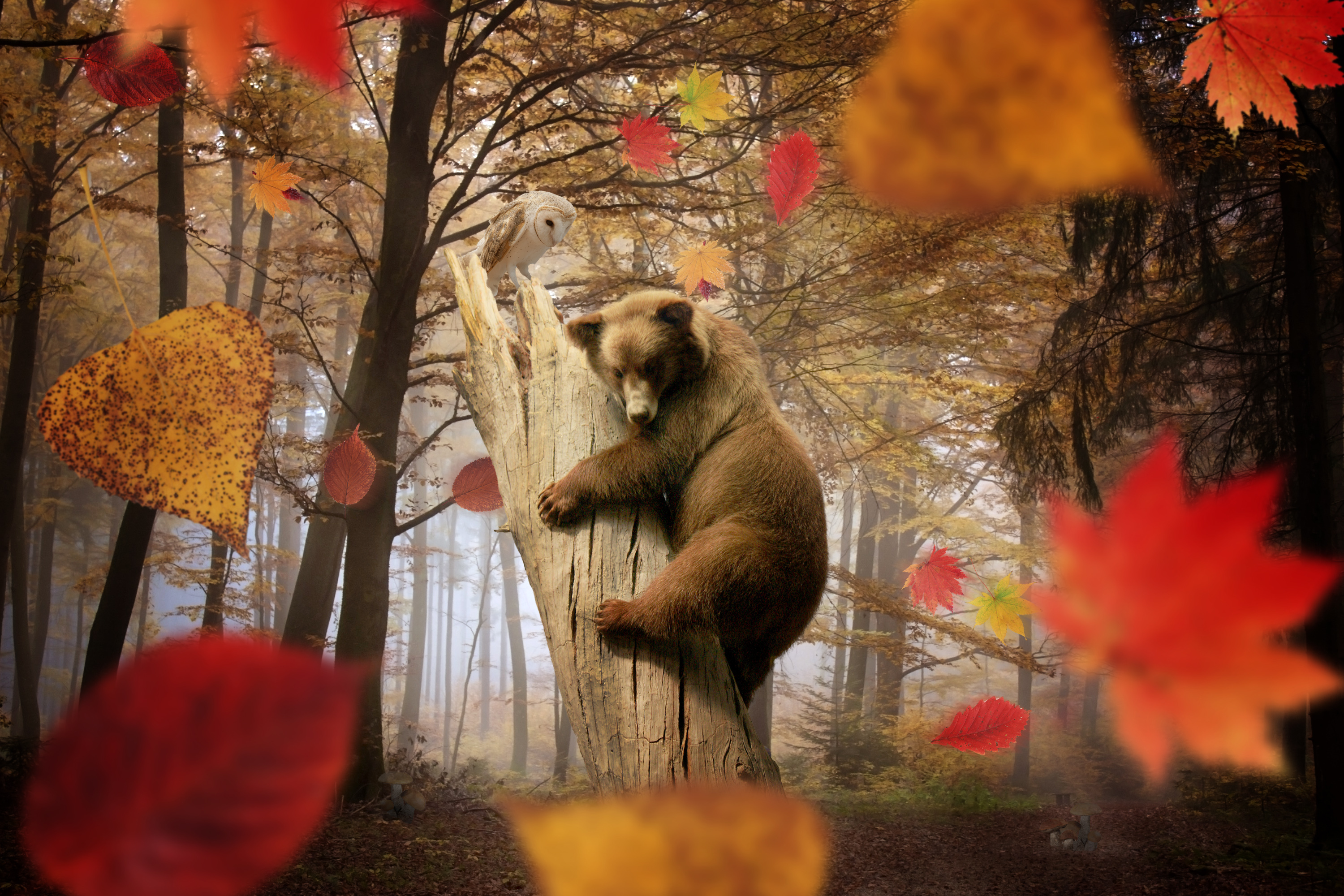 bear, Brown, Autumn, Forest, Foliage, Animal, Owl Wallpaper