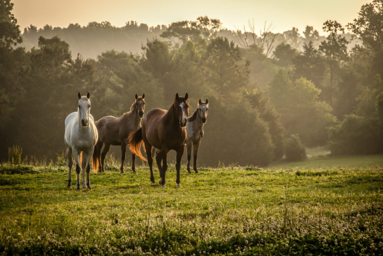 horse, Fog, Sunrise, Mood HD Wallpaper Desktop Background