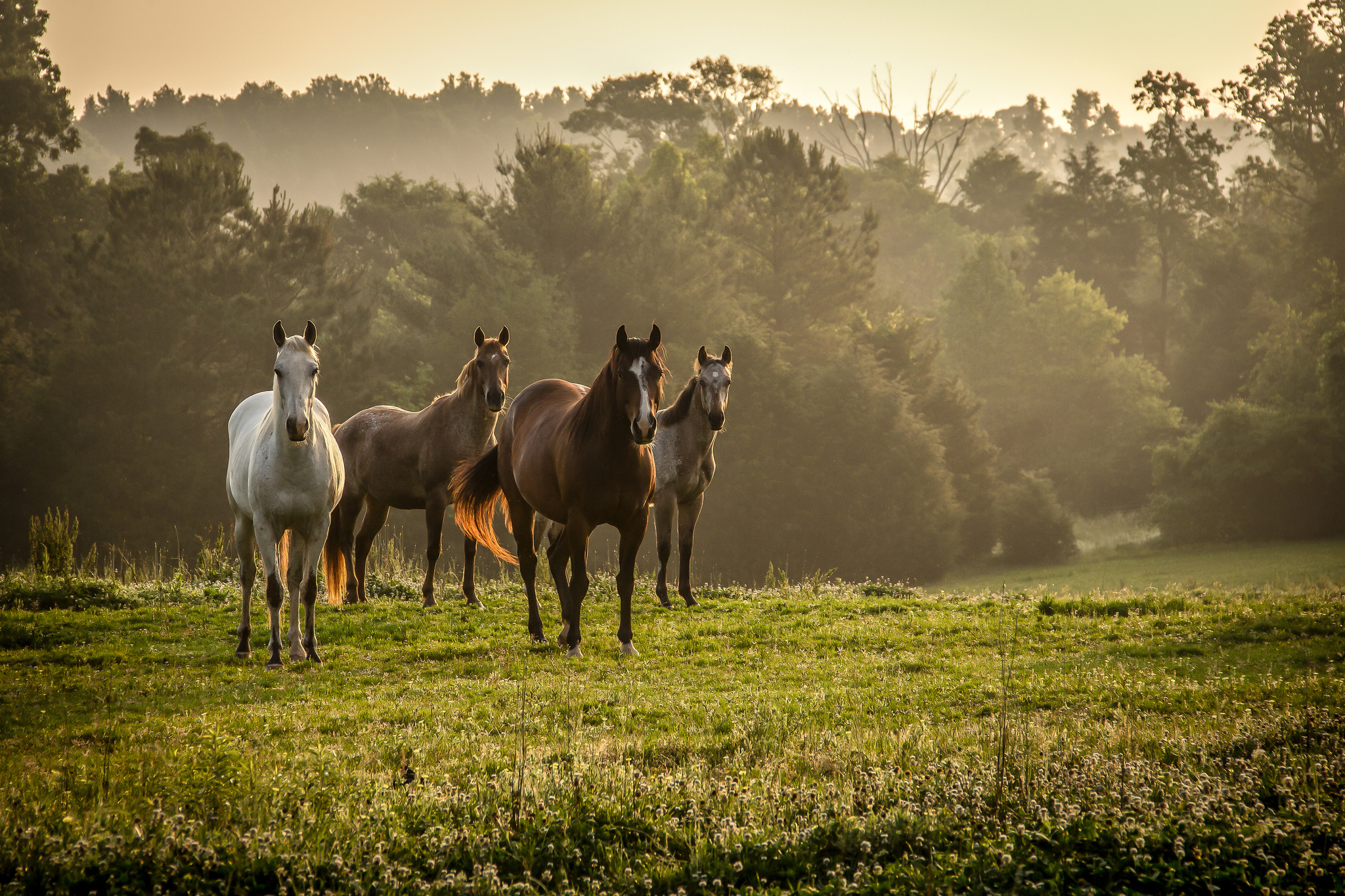 horse, Fog, Sunrise, Mood Wallpaper