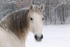 horse, Winter, Head, Snowflake, Snow