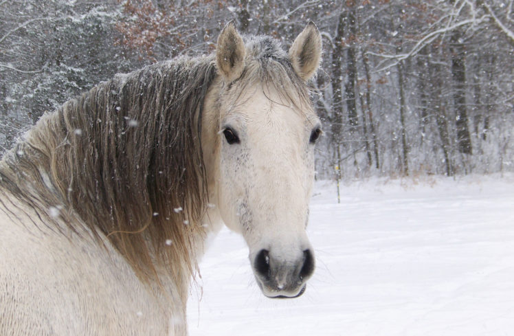 horse, Winter, Head, Snowflake, Snow HD Wallpaper Desktop Background