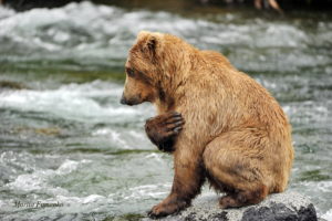 bear, River