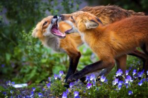 foxes, Fox
