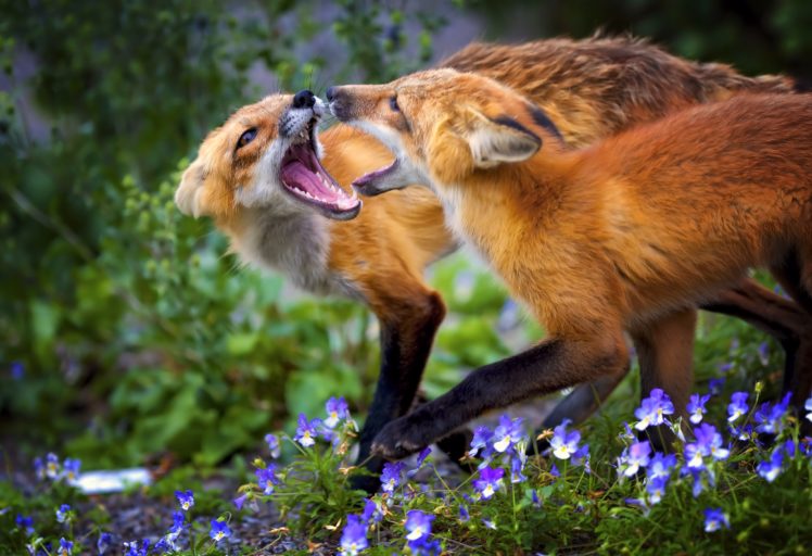 foxes, Fox HD Wallpaper Desktop Background