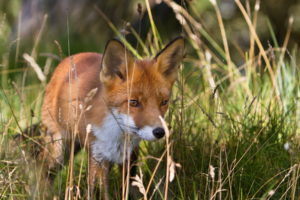 fox, Foxes