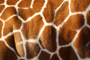 giraffe, Texture, Pattern, Fur