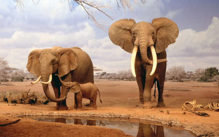animals, Elephants, Baby, Elephant, Baby, Animals HD Wallpaper Desktop Background