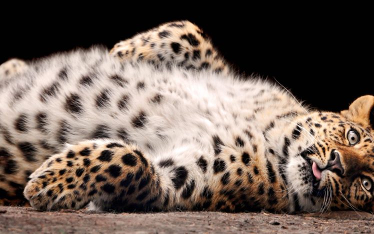 leopards HD Wallpaper Desktop Background