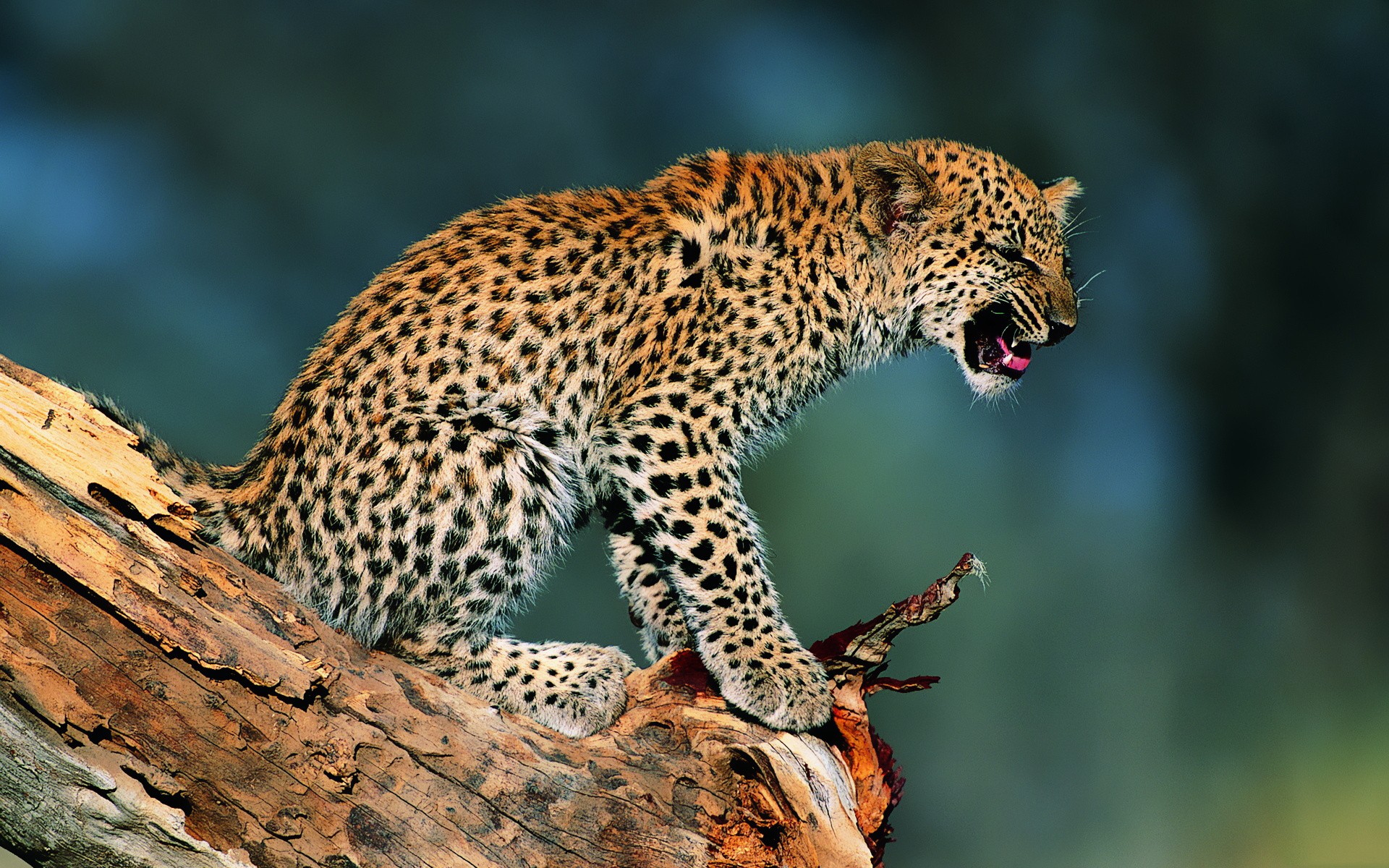 animals, Leopards Wallpapers HD / Desktop and Mobile Backgrounds