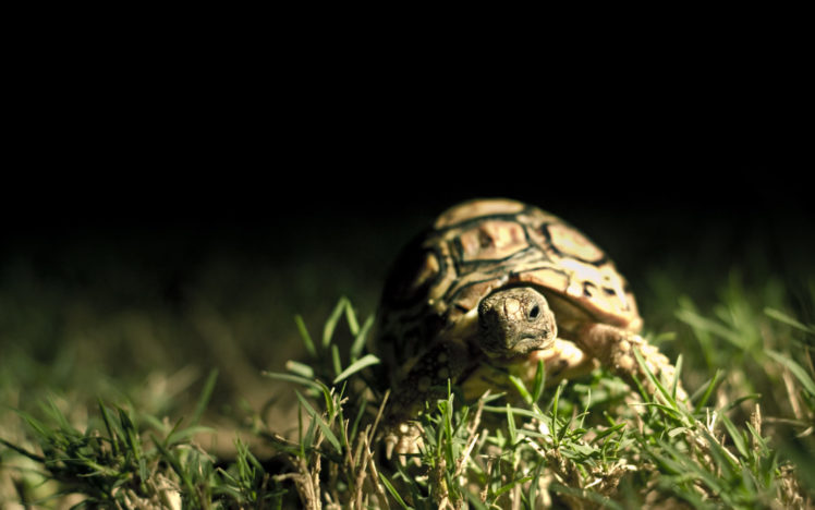 turtle, Close, Up HD Wallpaper Desktop Background