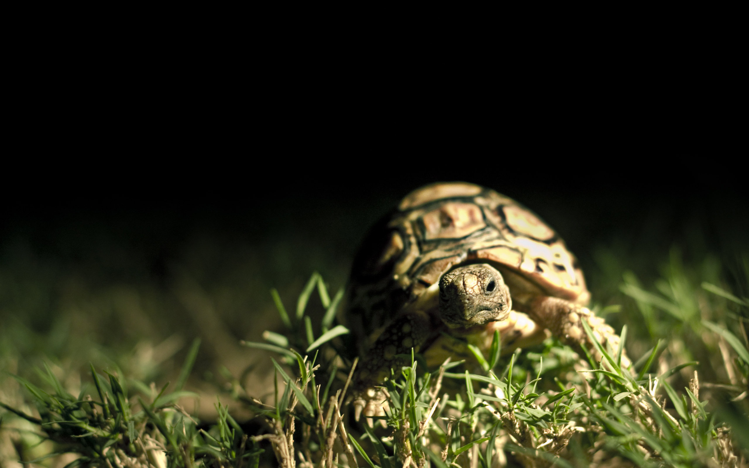 turtle, Close, Up Wallpaper