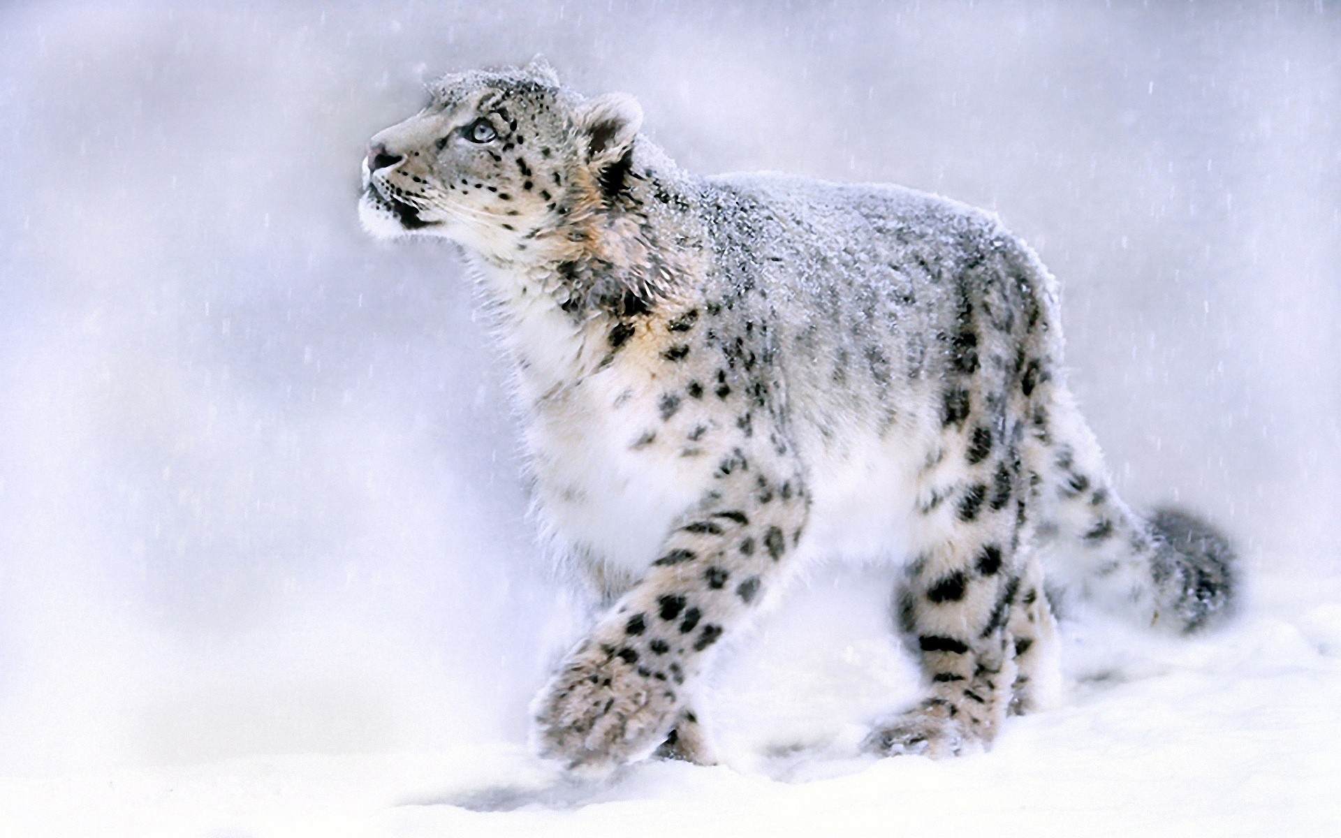 animals, Feline, Leopards Wallpaper