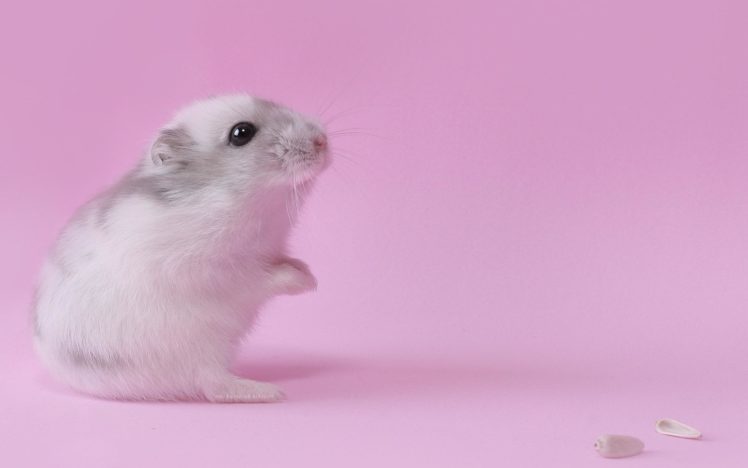 pink, Animals, Hamsters, Black, Eyes HD Wallpaper Desktop Background