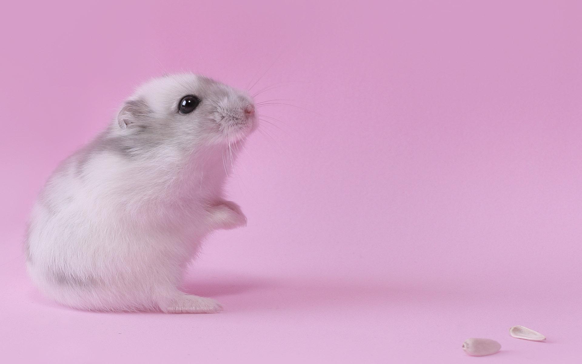 pink, Animals, Hamsters, Black, Eyes Wallpaper