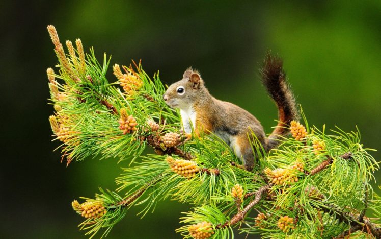 nature, Animals, Squirrels, Depth, Of, Field, Pine HD Wallpaper Desktop Background
