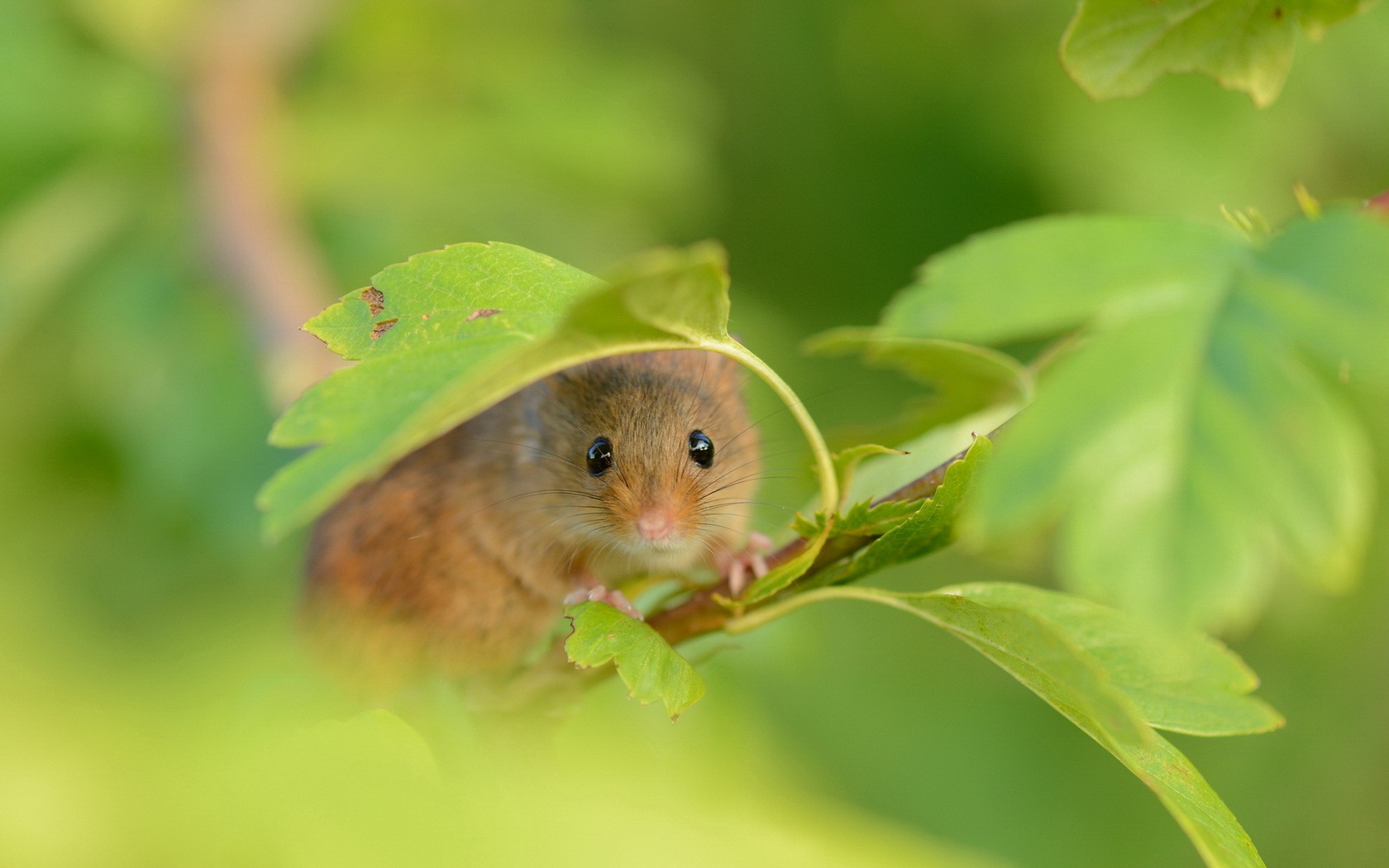 animals Wallpaper