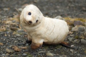 seals, Animals