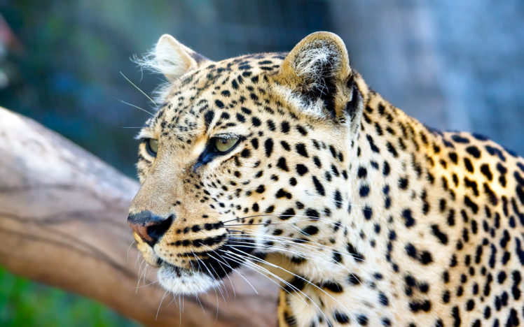 leopard, Stare HD Wallpaper Desktop Background