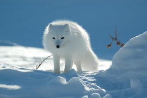 arctic, Fox, Wolf, Snow