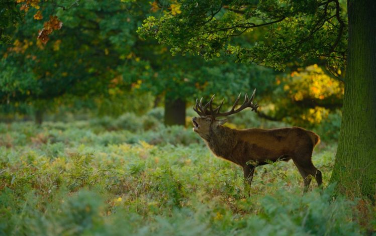 deer, Forest, Meadow HD Wallpaper Desktop Background