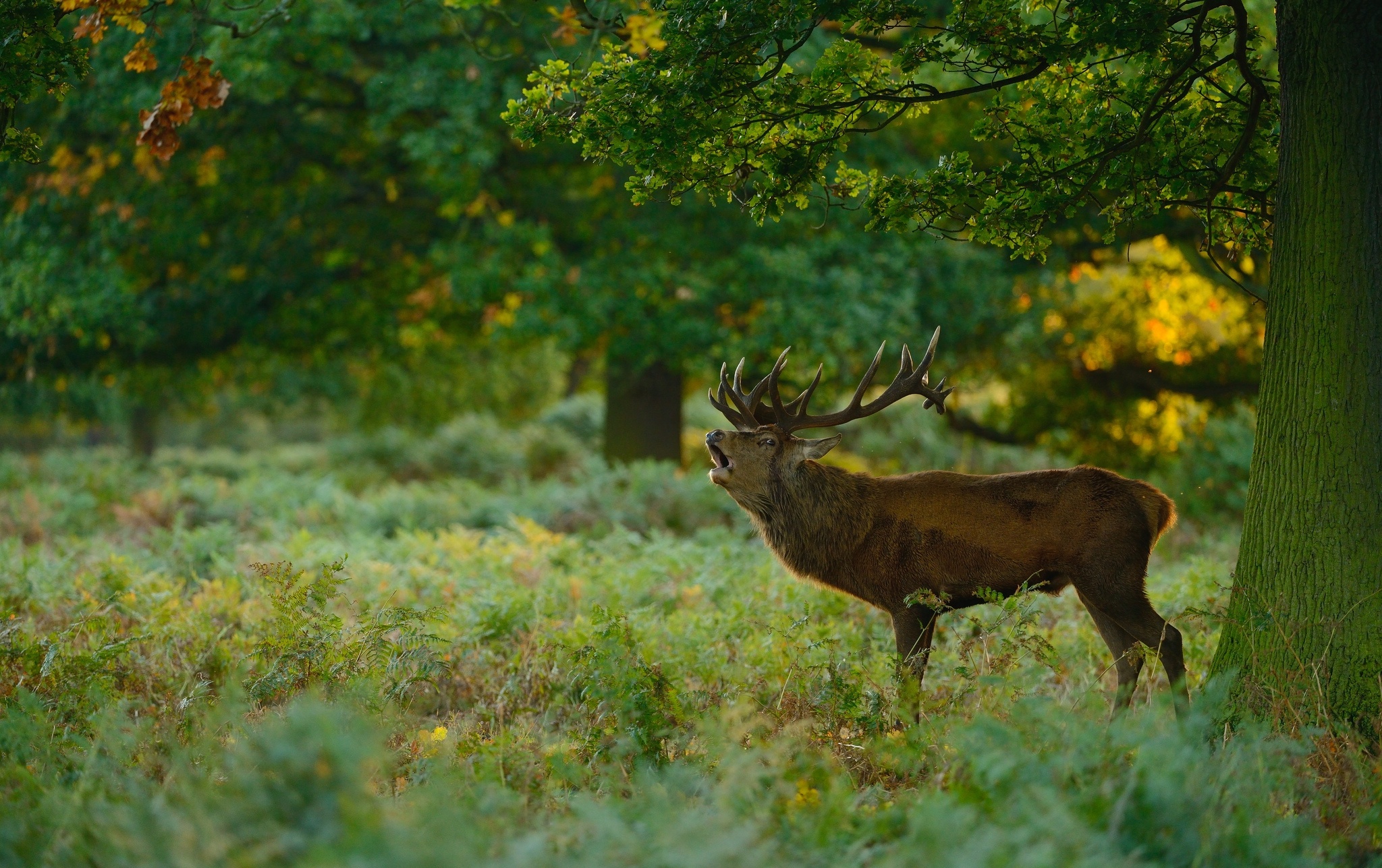 deer, Forest, Meadow Wallpaper