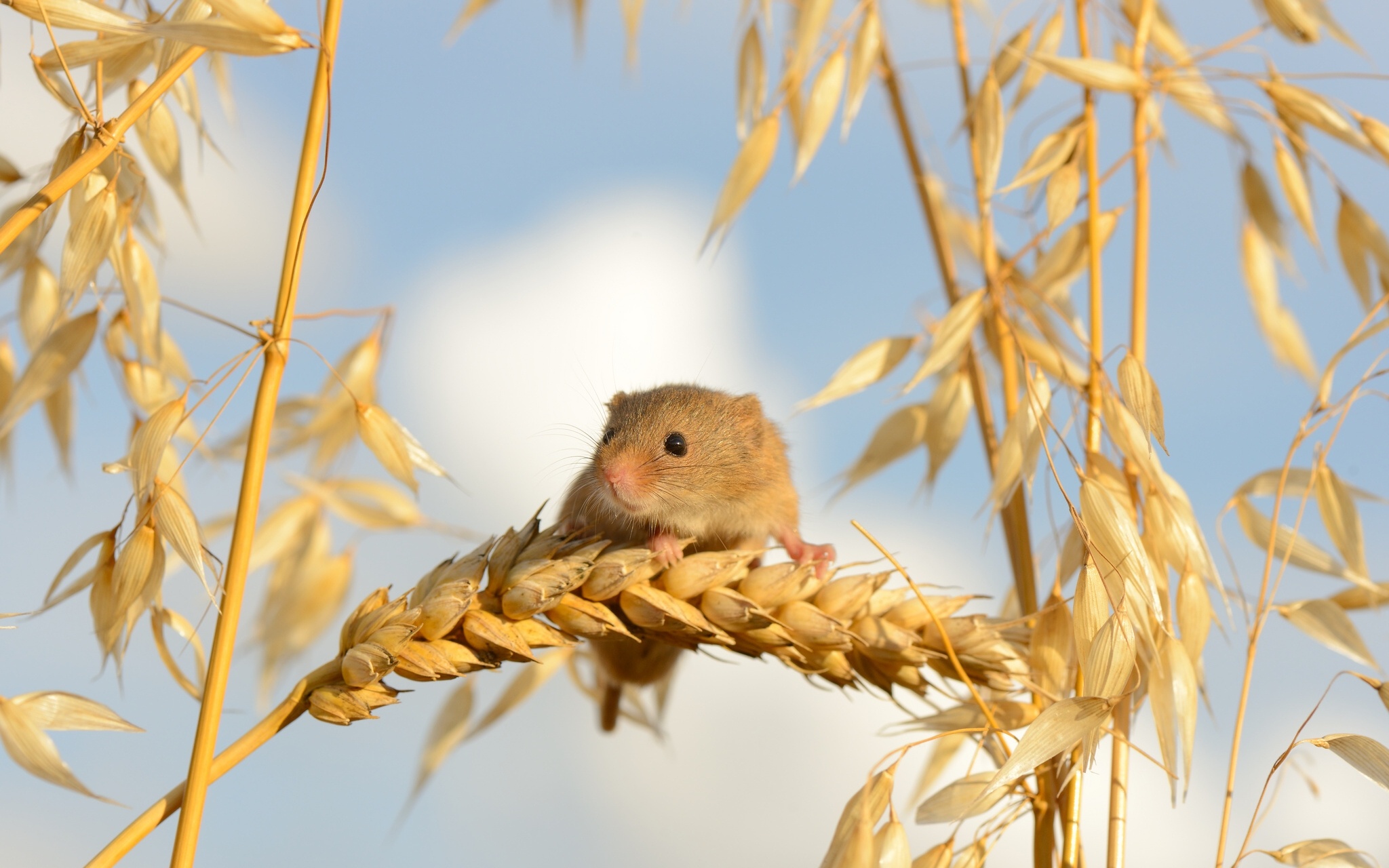 ears, Macro, Mouse, Autumn Wallpaper