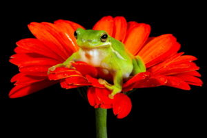 frog, Flower, Nature
