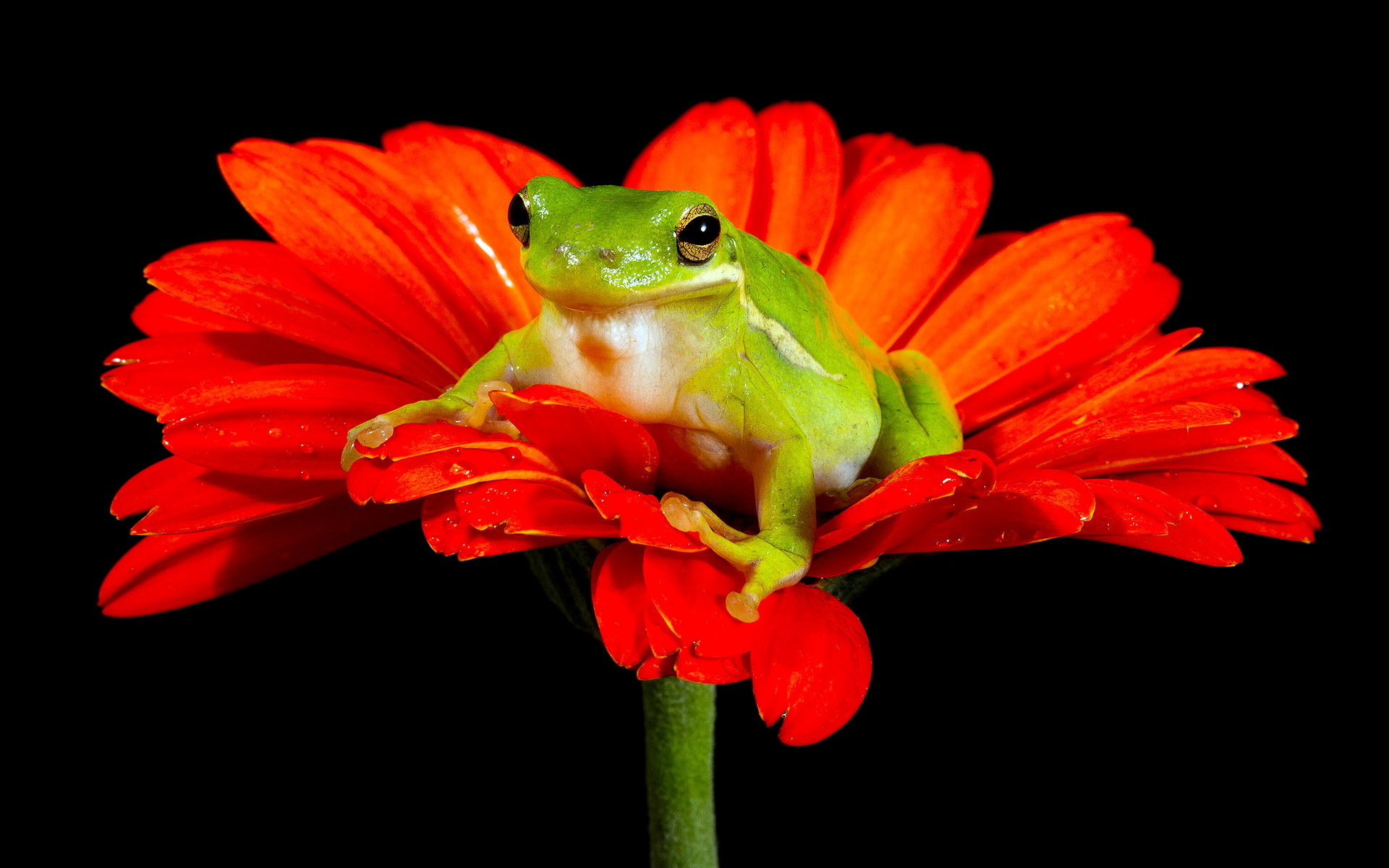frog, Flower, Nature Wallpaper