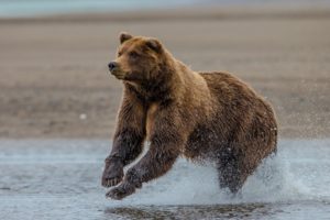 grizzly, Bear, Lake, Clark, Alaska