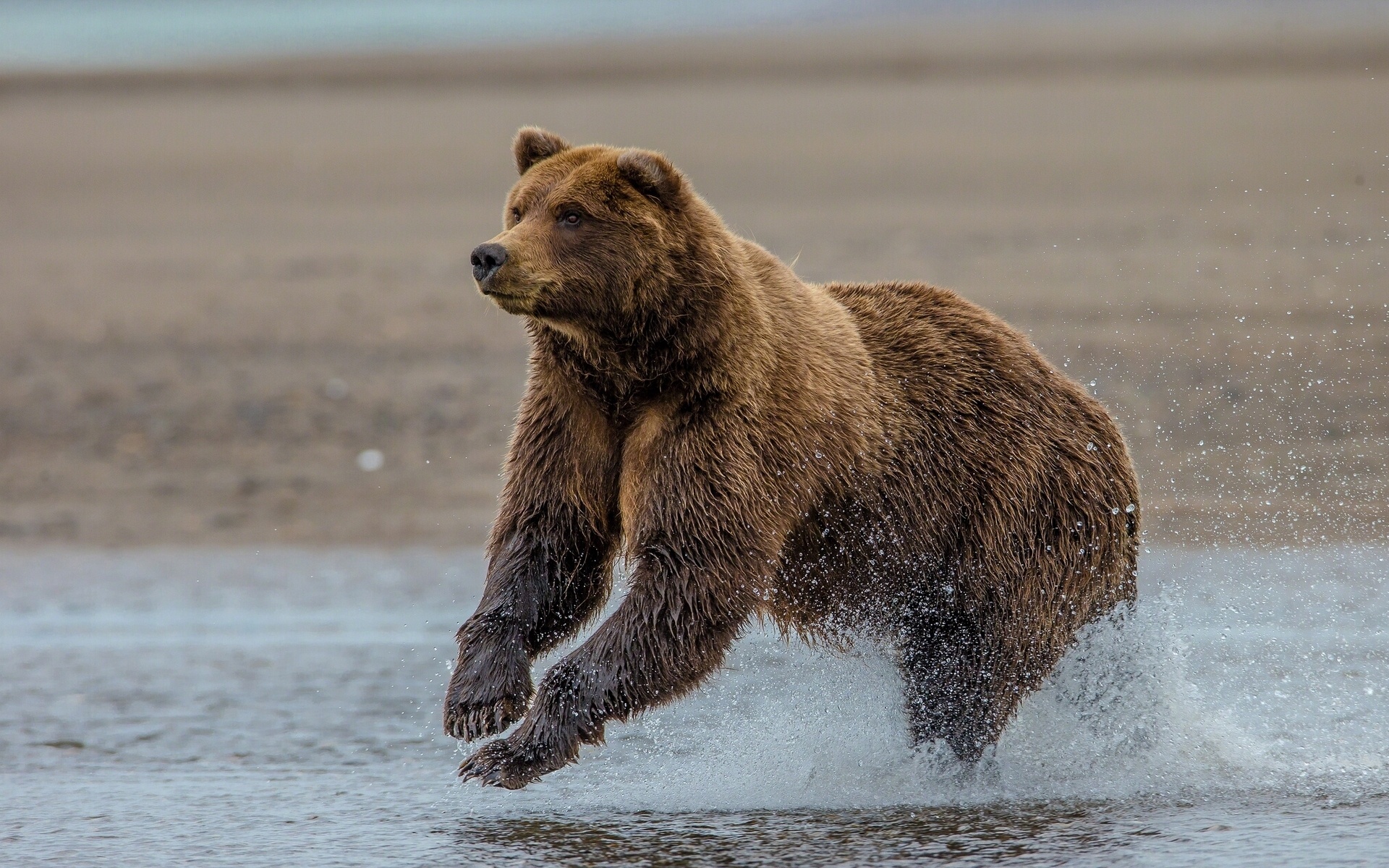 grizzly, Bear, Lake, Clark, Alaska Wallpaper