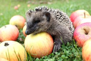 hedgehog, Apple