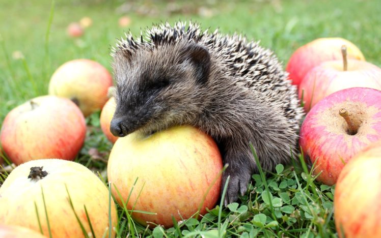hedgehog, Apple HD Wallpaper Desktop Background