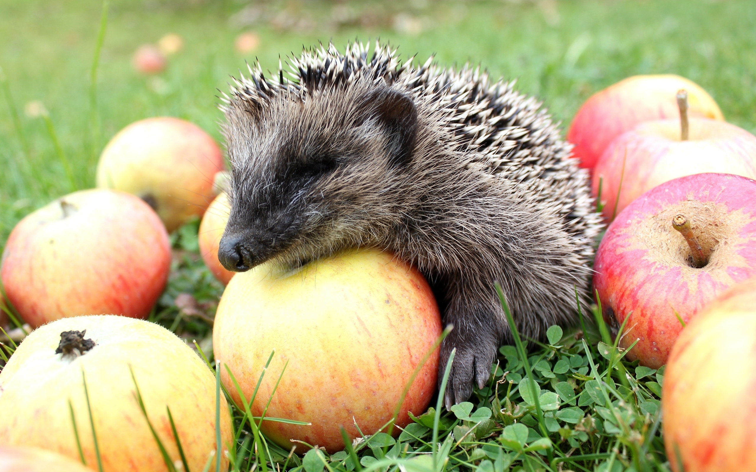 hedgehog, Apple Wallpaper