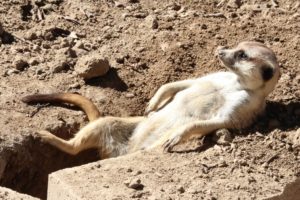 meerkat, Sunbathing, Rasslabon, Relaxation, Hole