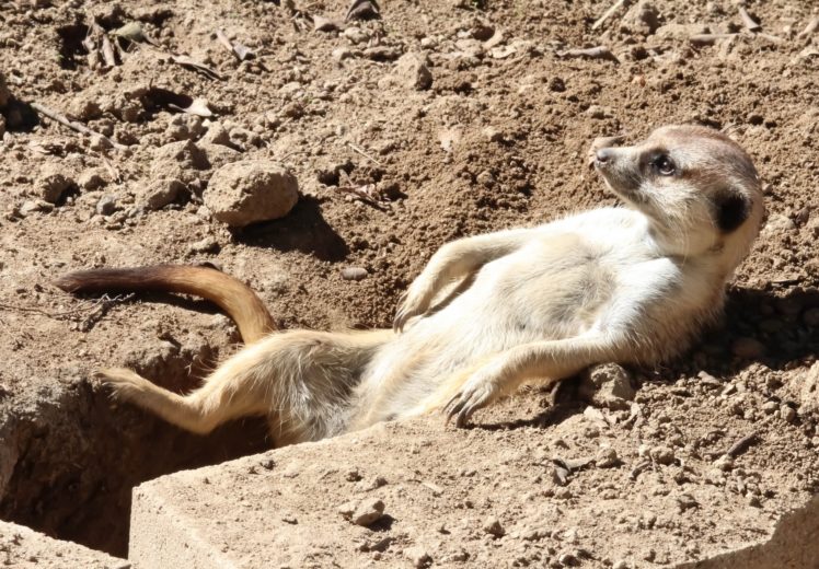 meerkat, Sunbathing, Rasslabon, Relaxation, Hole HD Wallpaper Desktop Background