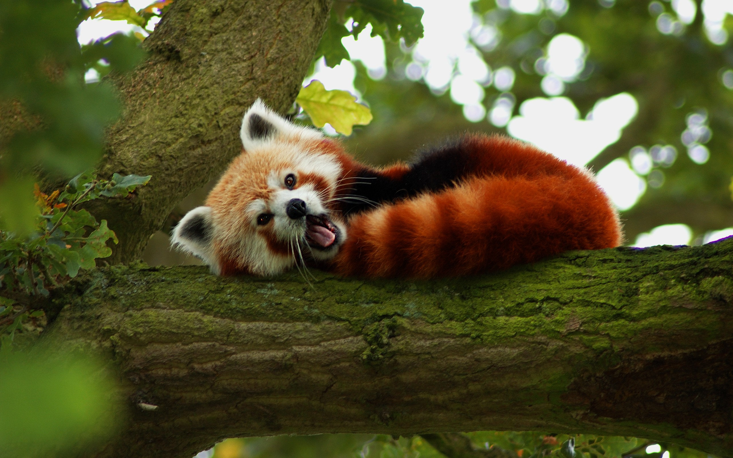red, Panda, In, Tree Wallpaper