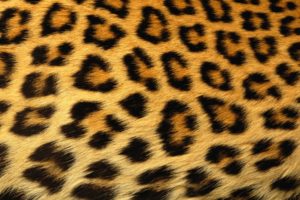 abstract, Skin, Leopard, Print